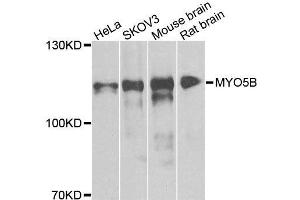 Western blot analysis of extracts of various cell lines, using MYO5B antibody. (MYO5B Antikörper  (AA 1440-1690))