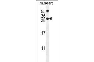 R14C Antibody (C-term) (ABIN654110 and ABIN2843992) western blot analysis in mouse heart tissue lysates (35 μg/lane).