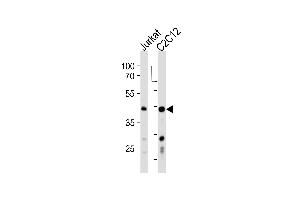 Western blot analysis in Jurkat,mouse C2C12 cell line lysates (35ug/lane). (POLDIP3 Antikörper  (N-Term))