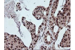 Image no. 2 for anti-Fetal and Adult Testis Expressed 1 (FATE1) antibody (ABIN1498222) (FATE1 Antikörper)