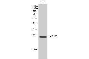Western Blotting (WB) image for anti-Eukaryotic Translation Initiation Factor 4E Family Member 3 (EIF4E3) (Internal Region) antibody (ABIN3174912) (EIF4E3 Antikörper  (Internal Region))