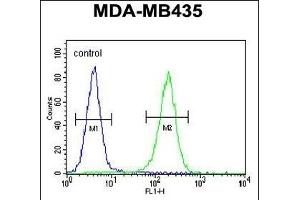 TTLL13 Antibody (Center) (ABIN655432 and ABIN2844968) flow cytometric analysis of MDA-M cells (right histogram) compared to a negative control cell (left histogram). (TTLL13 Antikörper  (AA 461-490))