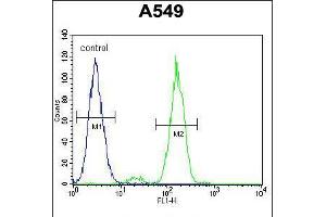 Flow cytometric analysis of A549 cells (right histogram) compared to a negative control cell (left histogram). (FAK Antikörper  (AA 557-587))