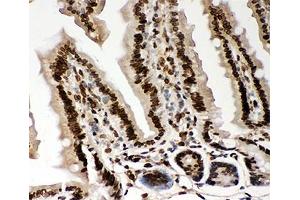 IHC-P testing of mouse intestine tissue. (Lamin A/C Antikörper  (AA 481-646))