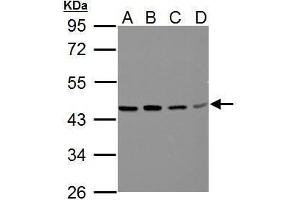 WB Image Sample (30 ug of whole cell lysate) A: A549 B: H1299 C: HCT116 D: MCF-7 10% SDS PAGE antibody diluted at 1:500