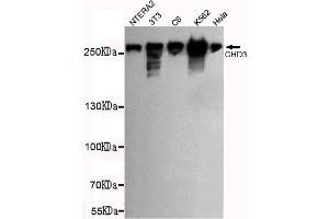 Western blot detection of CHD3 (C-terminus) in NTERA2,3T3,C6,K562 and Hela cell lysates using CHD3 (C-terminus) mouse mAb (1:1000 diluted). (CHD3 Antikörper  (C-Term))