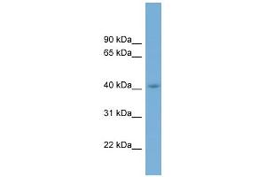 WB Suggested Anti-CGRRF1 Antibody Titration:  0. (CGR19 Antikörper  (Middle Region))