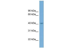 Western Blotting (WB) image for anti-Cell Growth Regulator with Ring Finger Domain 1 (CGRRF1) (Middle Region) antibody (ABIN2773817)