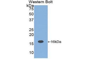 Western Blotting (WB) image for anti-Interleukin 16 (IL16) (AA 1204-1323) antibody (ABIN1859348) (IL16 Antikörper  (AA 1204-1323))
