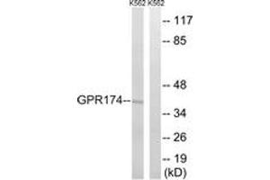 Western blot analysis of extracts from K562 cells, using GPR174 Antibody.