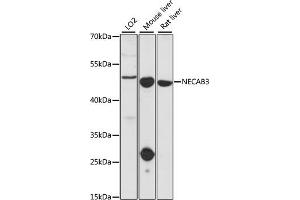 Western blot analysis of extracts of various cell lines, using NECAB3 antibody. (NECAB3 Antikörper)