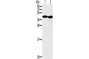 Western Blotting (WB) image for anti-Mortality Factor 4 Like 1 (MORF4L1) antibody (ABIN2427159) (MORF4L1 Antikörper)