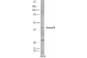 Human A549 cell lysates probed with Rabbit Anti-Aurora A+B+C Polyclonal Antibody, Unconjugated  at 1:5000 for 90 min at 37˚C. (Aurora A+B+C (AA 51-150) Antikörper)