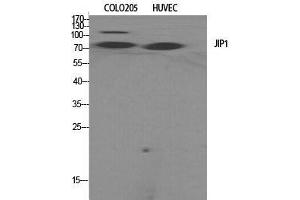 Western Blot (WB) analysis of specific cells using JIP-1 Polyclonal Antibody. (MAPK8IP1 Antikörper  (Tyr466))