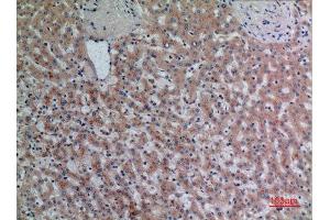 Immunohistochemistry (IHC) image for anti-Dipeptidyl-Peptidase 7 (DPP7) (C-Term) antibody (ABIN3180985)