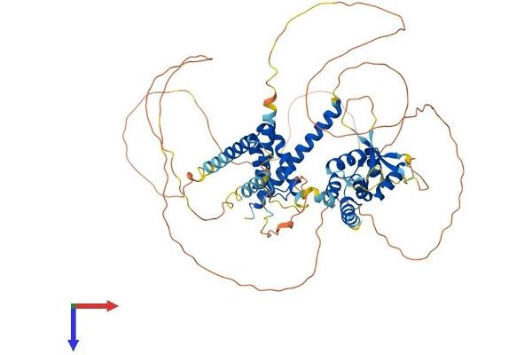 NOL4 Protein (AA 1-638) (His tag)