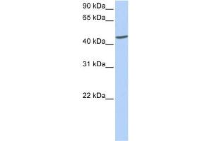 WB Suggested Anti-ICA1 Antibody Titration: 0.