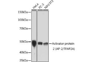 Western blot analysis of extracts of various cell lines, using Activator protein 2 (AP-2/TFA) Rabbit mAb (ABIN3015954, ABIN3015955, ABIN1678904 and ABIN1678905) at 1:1000 dilution. (TFAP2A Antikörper)