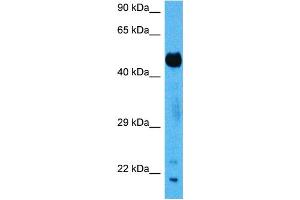 Host:  Mouse  Target Name:  SUFU  Sample Tissue:  Mouse Pancreas  Antibody Dilution:  1ug/ml (SUFUH Antikörper  (N-Term))