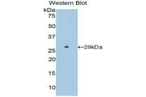 Western Blotting (WB) image for anti-Surfactant Protein B (SFTPB) (AA 111-352) antibody (ABIN1860604) (SFTPB Antikörper  (AA 111-352))