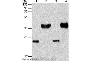 Western blot analysis of Mouse liver tissue and k562 cell, hela and 293T cell, using LIN28B  Polyclonal Antibody at dilution of 1:550 (LIN28B Antikörper)
