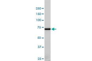 Western Blotting (WB) image for anti-NIMA (Never In Mitosis Gene A)-Related Kinase 11 (NEK11) (AA 1-482) antibody (ABIN566395)