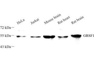 Western blot analysis of GRSF1 (ABIN7074004) at dilution of 1: 500 (GRSF1 Antikörper)