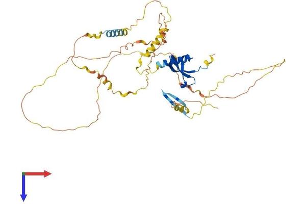 CBX6 Protein (AA 1-412) (His tag)