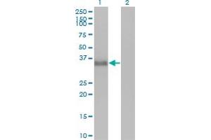 Western Blot analysis of CGREF1 expression in transfected 293T cell line by CGREF1 monoclonal antibody (M01), clone 2D7. (CGREF1 Antikörper  (AA 136-235))