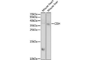 Western blot analysis of extracts of various cell lines, using CISH antibody  at 1:1000 dilution. (CISH Antikörper  (AA 1-257))