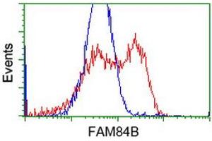 HEK293T cells transfected with either RC207996 overexpress plasmid (Red) or empty vector control plasmid (Blue) were immunostained by anti-FAM84B antibody (ABIN2453031), and then analyzed by flow cytometry. (FAM84B Antikörper)