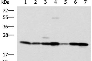 Western blot analysis of SKOV3 Hela cell Mouse liver tissue Mouse heart tissue Human placenta tissue HepG2 cell Human heart tissue lysates using ATP5O Polyclonal Antibody at dilution of 1:1250 (ATP5O Antikörper)
