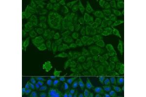Immunofluorescence analysis of U2OS cells using BCS1L Polyclonal Antibody at dilution of 1:100. (BCS1L Antikörper)