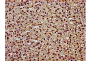 IHC image of ABIN7159037 diluted at 1:800 and staining in paraffin-embedded human adrenal gland tissue performed on a Leica BondTM system. (MAML2 Antikörper  (AA 347-506))