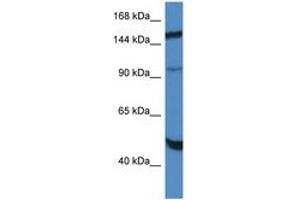 Image no. 1 for anti-Myopalladin (MYPN) (AA 972-1021) antibody (ABIN6747390) (Myopalladin Antikörper  (AA 972-1021))