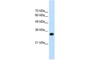 WB Suggested Anti-RNF121 Antibody Titration:  1. (RNF121 Antikörper  (N-Term))