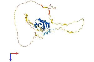 FOXE3 Protein (AA 1-319) (His tag)
