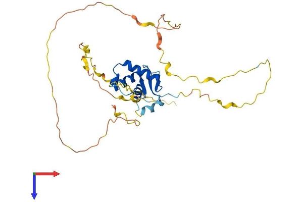 FOXE3 Protein (AA 1-319) (His tag)