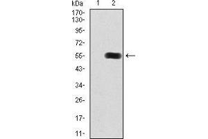 Western blot analysis using HDAC9 mAb against HEK293 (1) and HDAC9 (AA:343-569)-hIgGFc transfected HEK293 (2) cell lysate.