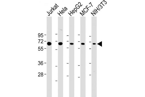 PSMD3 Antikörper  (AA 482-515)