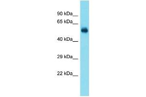 Western Blotting (WB) image for anti-TATA Box Binding Protein (TBP)-Associated Factor, RNA Polymerase I, A, 48kDa (TAF1A) (N-Term) antibody (ABIN2780033)