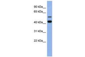 Image no. 1 for anti-Zinc Finger Protein 547 (ZNF547) (AA 107-156) antibody (ABIN6742733) (ZNF547 Antikörper  (AA 107-156))