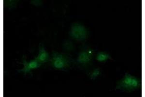 Anti-SOCS3 mouse monoclonal antibody (ABIN2454618) immunofluorescent staining of COS7 cells transiently transfected by pCMV6-ENTRY SOCS3 (RC209305). (SOCS3 Antikörper)