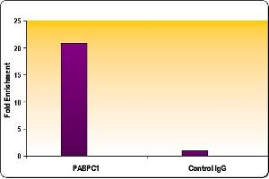 RNA pol II CTD phospho Ser5 antibody tested by ChIP analysis. (Rpb1 CTD Antikörper  (pSer5))