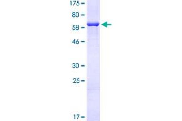 MEK2 Protein (AA 1-400) (GST tag)