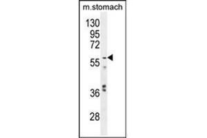 Western blot analysis in Mouse stomach tissue lysates using GPC3 Antibody  (35ug/lane). (Glypican 3 Antikörper  (Middle Region))