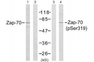 Western blot analysis of extract from Jurkat cells, using Zap-70 (Ab-319) antibody (E021173, Line1 and 2) and Zap-70 (phospho-Tyr319) antibody (E011159, Line 3 and 4). (ZAP70 Antikörper  (pTyr319))