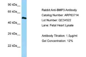 Western Blotting (WB) image for anti-Bone Morphogenetic Protein 3 (BMP3) (C-Term) antibody (ABIN2774379) (BMP3 Antikörper  (C-Term))