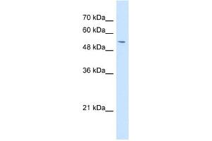 WB Suggested Anti-GPNMB Antibody Titration:  1 ug/ml  Positive Control:  HepG2 cell lysate (Osteoactivin Antikörper  (N-Term))