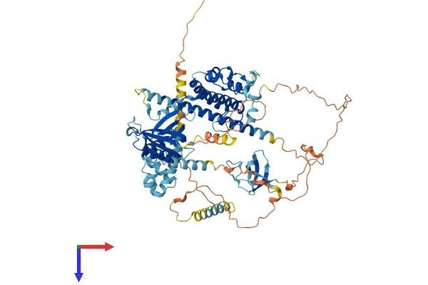 EPS8-Like 2 Protein (EPS8L2) (AA 1-729) (His tag)